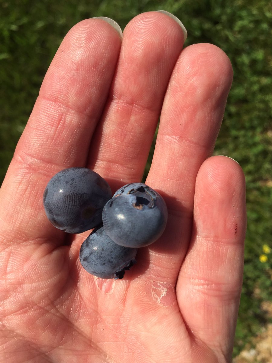 love_farms tweet picture