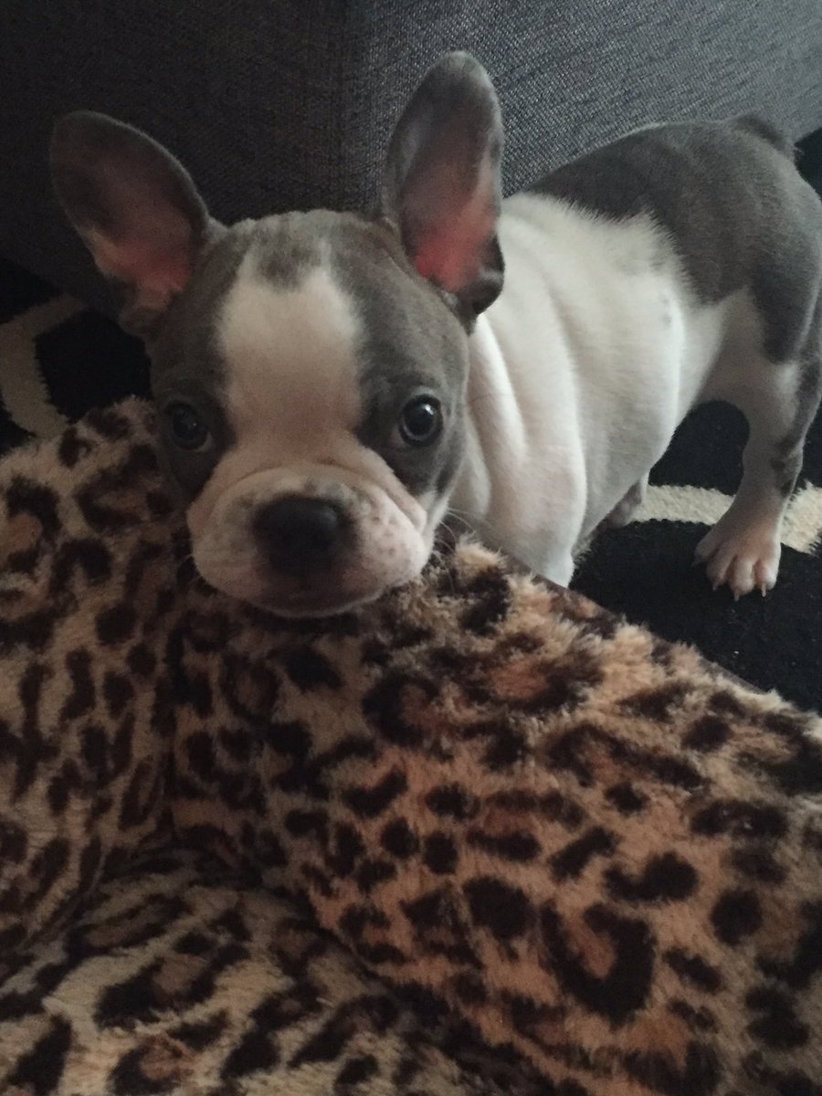 yearofmcteer's tweet photo. #tbt to when we took this lil nugget home a year ago 😭😘#theygrowupsofast https://t.co/XeyXs3yQg4