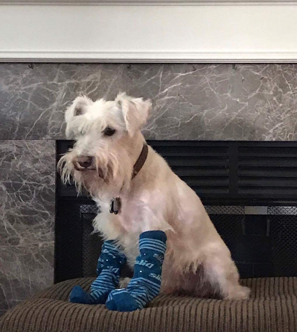 sliqmedia's tweet photo. Shawn Penland Campbell thank you for submitting the cutest #sliqsocks photo yet! #iimc2017montreal #iimc2017 https://t.co/oVbe1CQeKR
