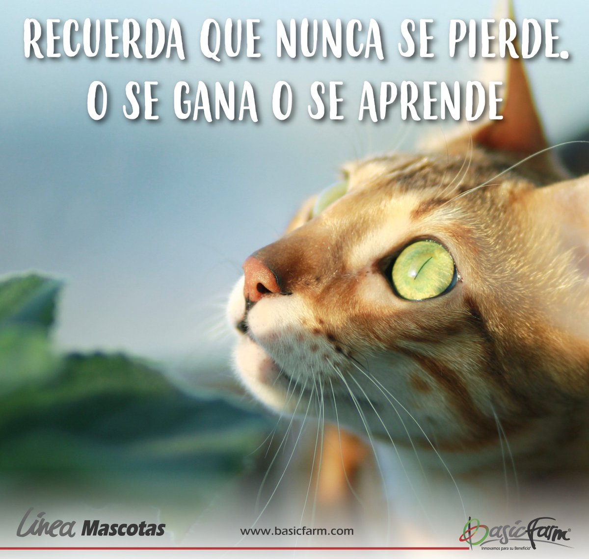 BasicFarm's tweet photo. “Recuerda que nunca se pierde o se gana, o se aprende."
#BasicFrases #Agradecimiento #Felicidad #familia #Mascotas #Gatos #Gato #Reflexión https://t.co/LmOYP1Csj6