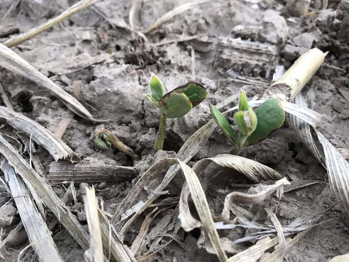 WiscWeeds's tweet photo. PPO #herbicide injury in #soybeans. Cool and wet soil conditions during crop emergence increase likelihood of seedling injury. https://t.co/VAiDPvLpE4