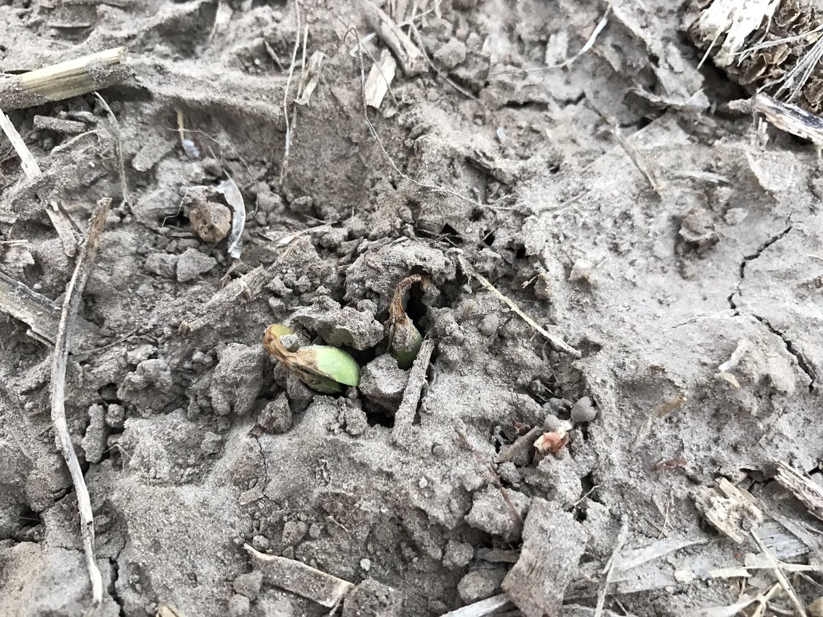 PPO #herbicide injury in #soybeans. Cool and wet soil conditions during crop emergence increase likelihood of seedling injury.