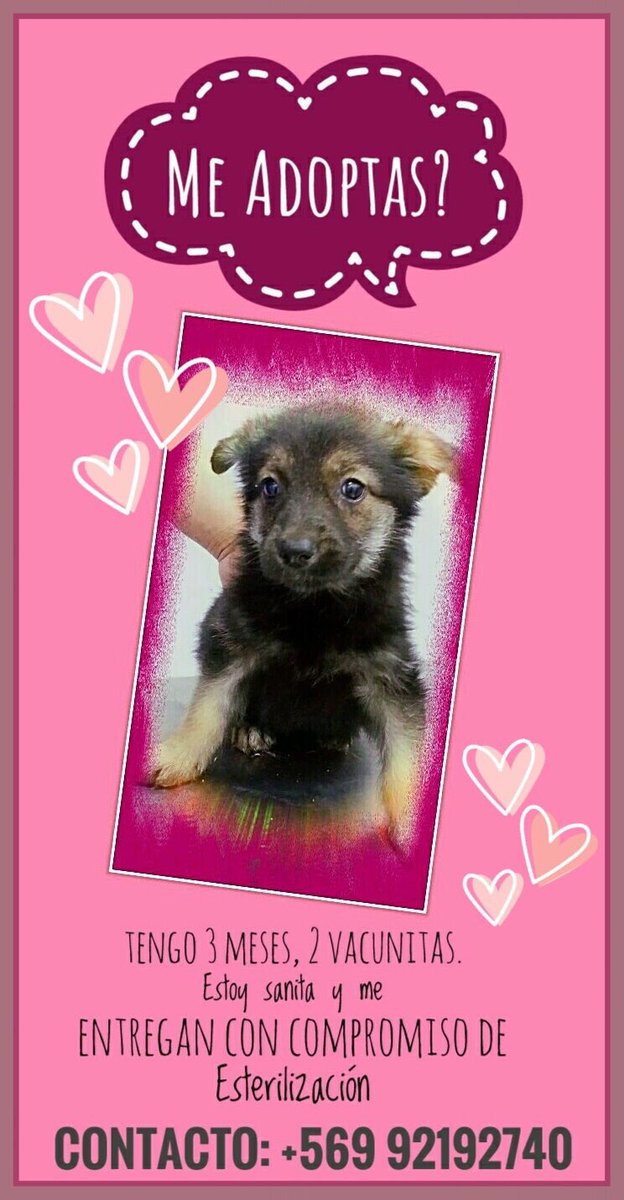 Estoy cada día más linda 😍 pero aún no tengo Flia 😔Ayúdame a encontrarla Me das RT ? Gracias 😊 Guau,guau 💜