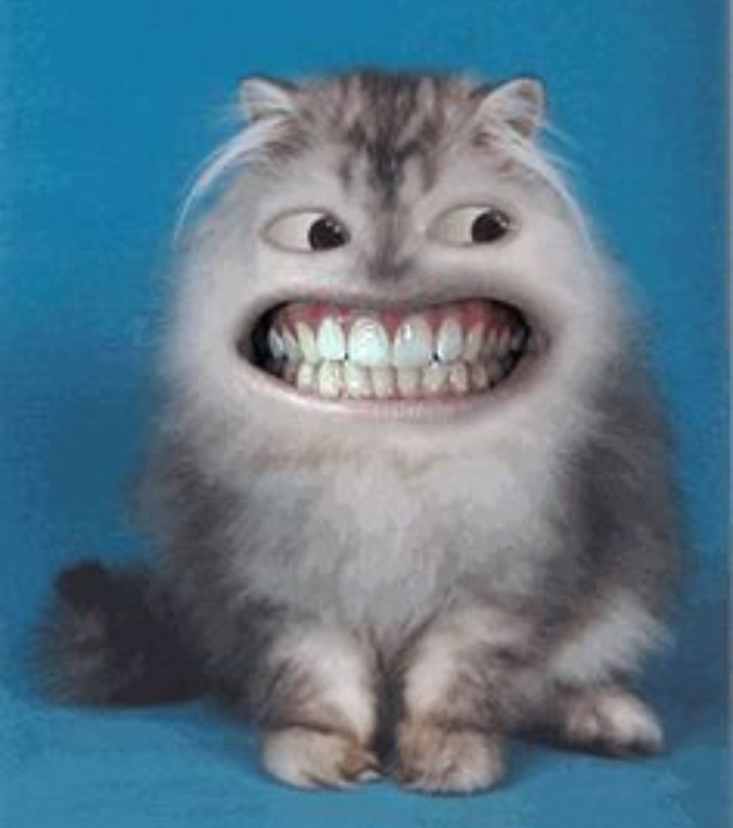 Catsfeels tweet media