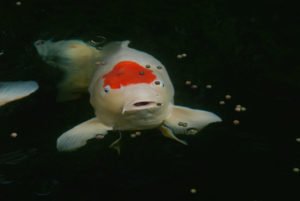 Tancho beim füttern - koi-kontor.de/koiblog/tancho…