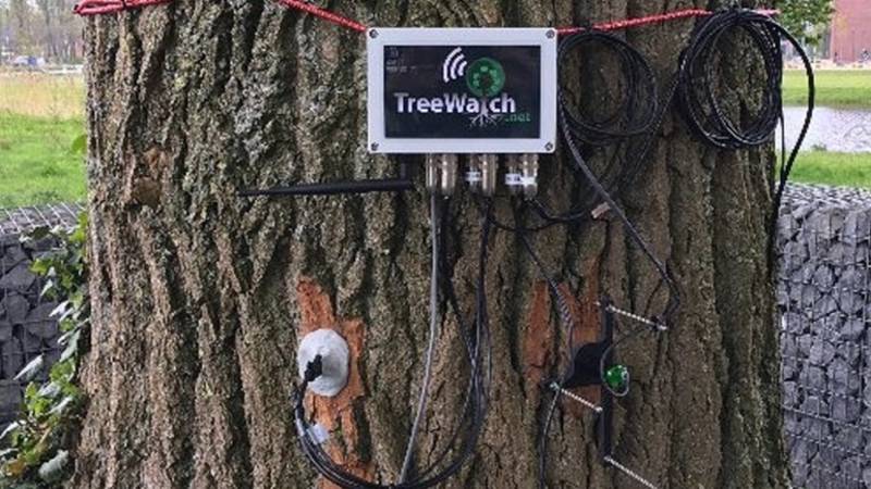 De twitterende populier is de eerste 'pratende' boom in Nederland. nos.nl/artikel/217475…