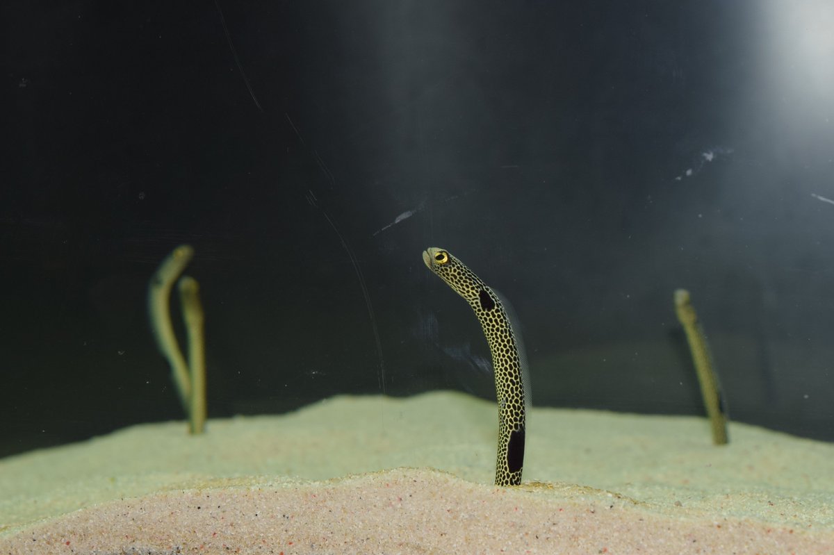 セブンパーク アリオ柏 A Twitter 2f おもしろアイデア アクアリューム は きれいな色彩の熱帯魚から ちょっと変わった生き物まで見られちゃいます チンアナゴは砂から出たり入ったり つぶらな瞳がかわいくて癒されますよ 詳細はコチラ T Co セブンパーク アリオ柏 A Twitter 2f おもしろアイデア アクアリューム は きれいな色彩の熱帯魚から ちょっと変わった生き物まで見られちゃいます チンアナゴは砂から出たり入ったり つぶらな瞳がかわいくて癒されますよ 詳細はコチラ T Co