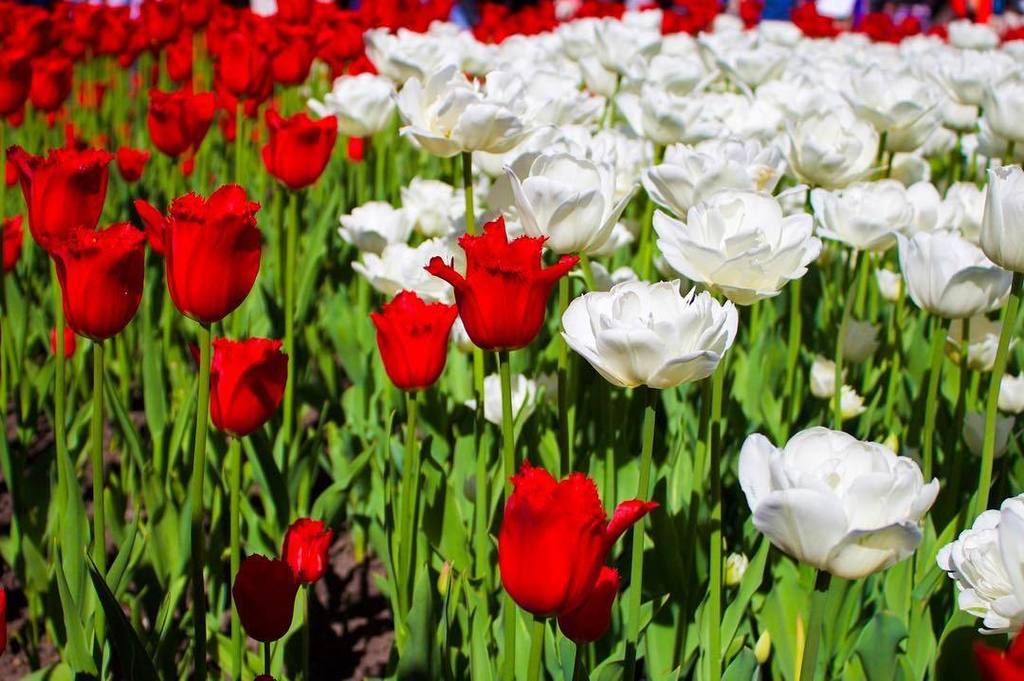 EmilieArshif's tweet photo. #canada150 #cdntulipfest #myottawa #ottawainbloom #ig_great_shots_nature #nature #naturephotography #natureaddict β¦ https://t.co/z0gzOSHOA1 https://t.co/IL715dSpVb