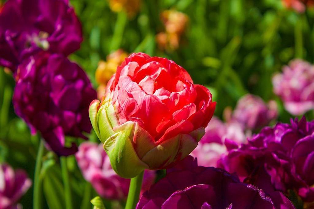 EmilieArshif's tweet photo. #cdntulipfest #myottawa #ottawainbloom #ig_great_shots_nature #nature #naturephotography #natureaddict #naturegram⦠https://t.co/Y1o7pBcvHU https://t.co/0Rgr41maqw