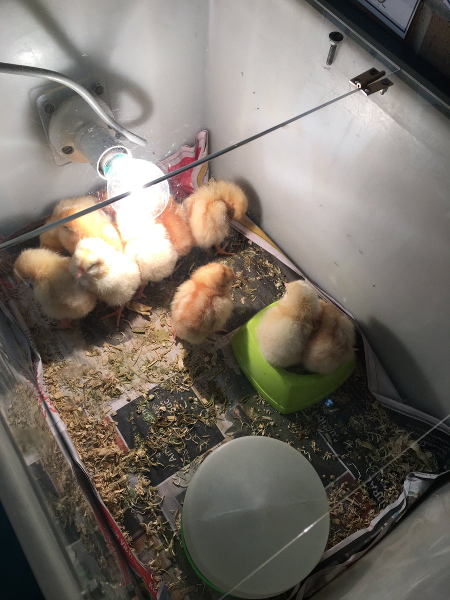 MissMepstead's tweet photo. Baby chickens in the classroom! 🐥🐣 The perfect real life experience when teaching life cycles.  #acuedu_p https://t.co/4LlEX0NQYl
