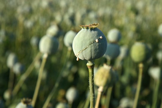 ‘I guess you’re here for the opium’: Man inadvertently reveals $500 million crop to police thespec.com/news-story/733… https://t.co/StQx97lGEi