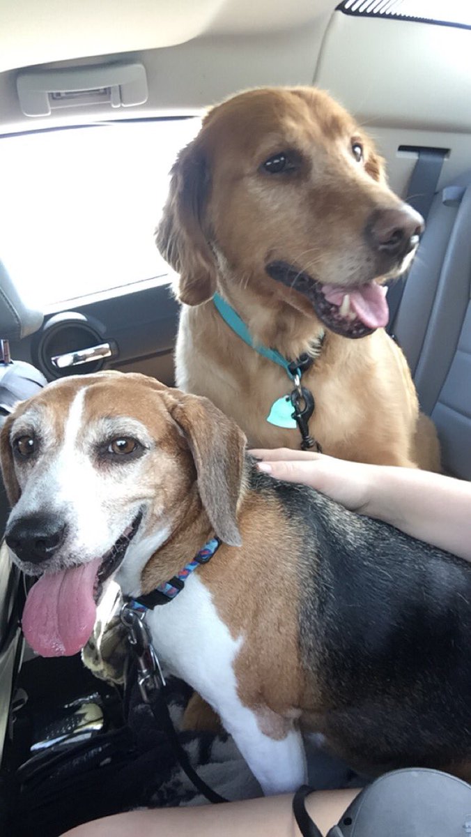 LBeezy_6's tweet photo. @dog_rates just how adorable are my babies?? https://t.co/59qwgMNLnP