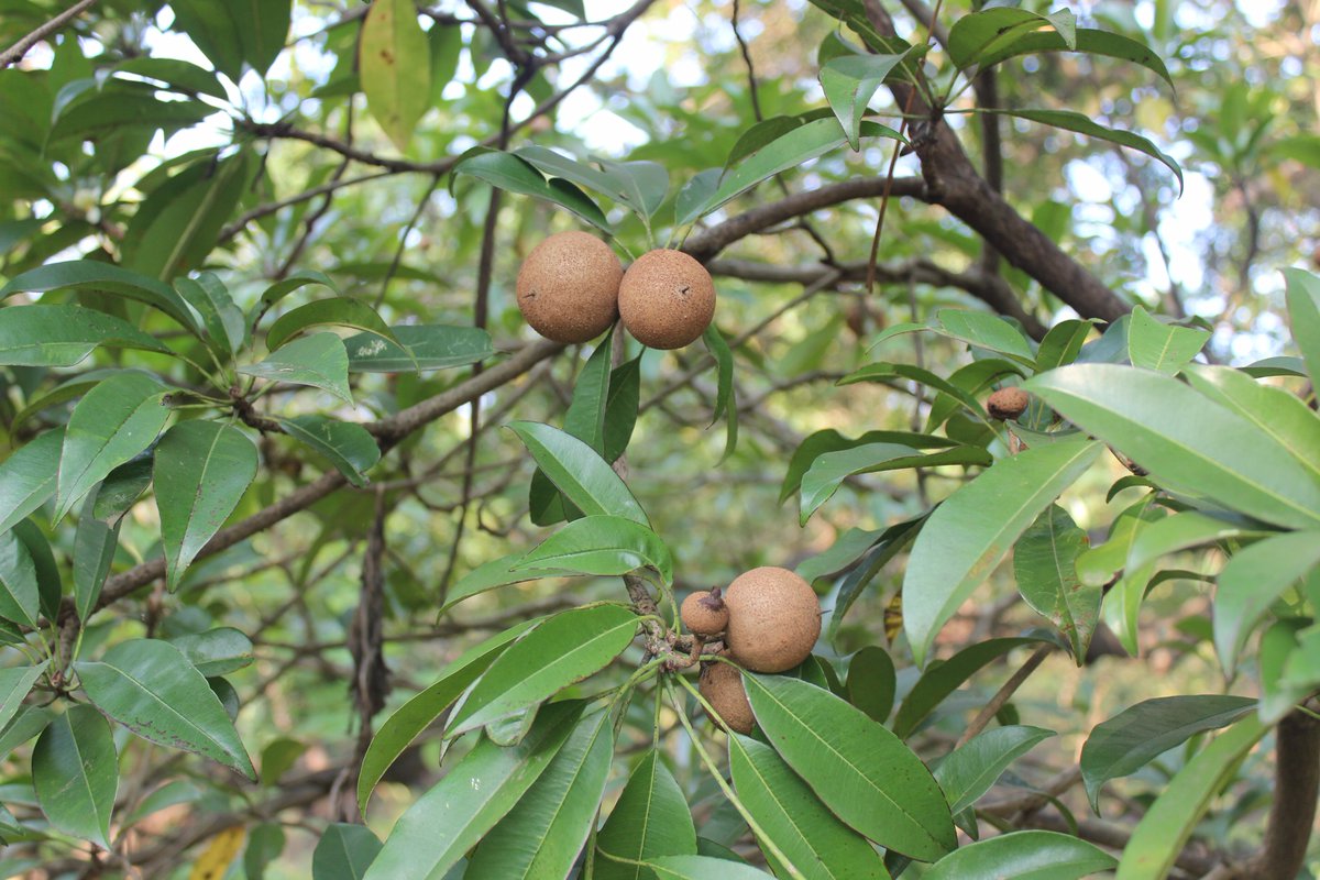 indian_gi's tweet photo. The first commercial Chikoo cultivation from Maharashtra was taken up in Gholvad area in 1888-Prof.@Ganeshhingmire  https://t.co/s46JJ242fi https://t.co/HbS3GZOJZ1