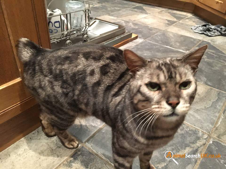 nobsaccepted1's tweet photo. https://t.co/AIY7aG6P1k #woodhallspa #lincsconnect missing cat 
#animalsearch https://t.co/rMNfOLZhMr