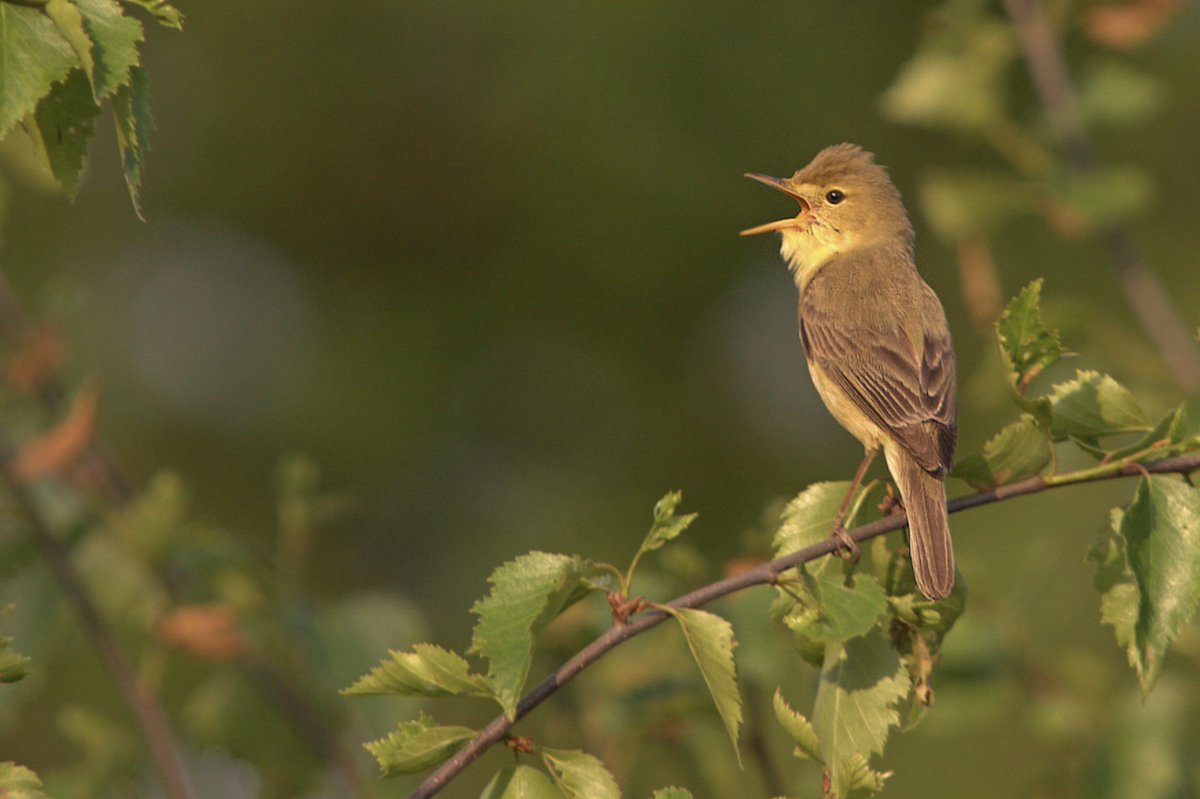 RemcoBeen's tweet photo. Afgelopen week de #Orpheusspotvogel kunnen fotograferen bij #Anderen. Nieuwe soort erbij! @waarneming #vogelskijken https://t.co/cZ6FIhhsVV