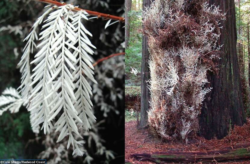 UNEP's tweet photo. From everwhites to evergreens, check out nature's record holding trees we 💚 to see! https://t.co/YfUOG1Lumo 🌳🌲🌴 #biodiversity  🌞🌍 https://t.co/e1LdnyviYV