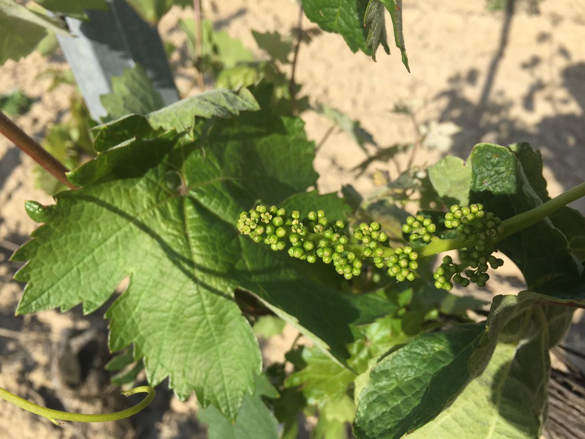 Aparecen las primeras flores del año en nuestros viñedos.
egurenugarte.com/floracion-2017/