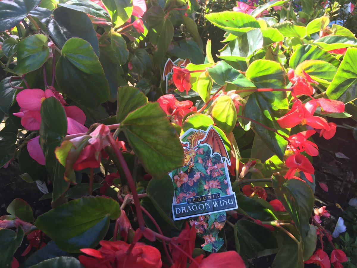 Hargraves Nursery (HargravesGarden) Twitter