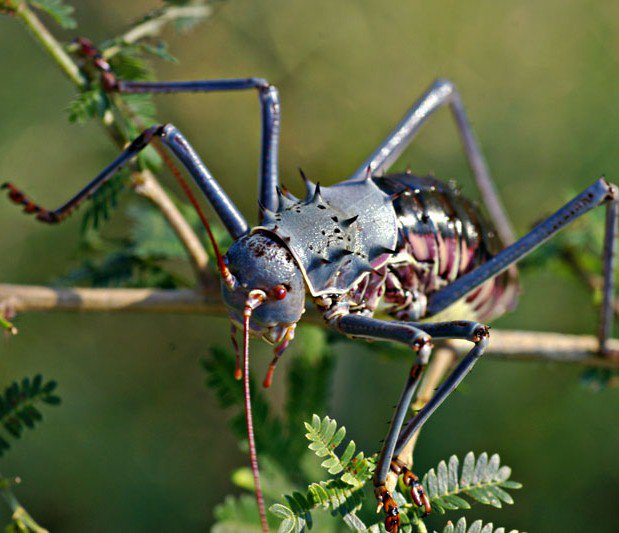 資料探してて見つけたこのアフリカヨロイコオロギ（？）がクリーチャー