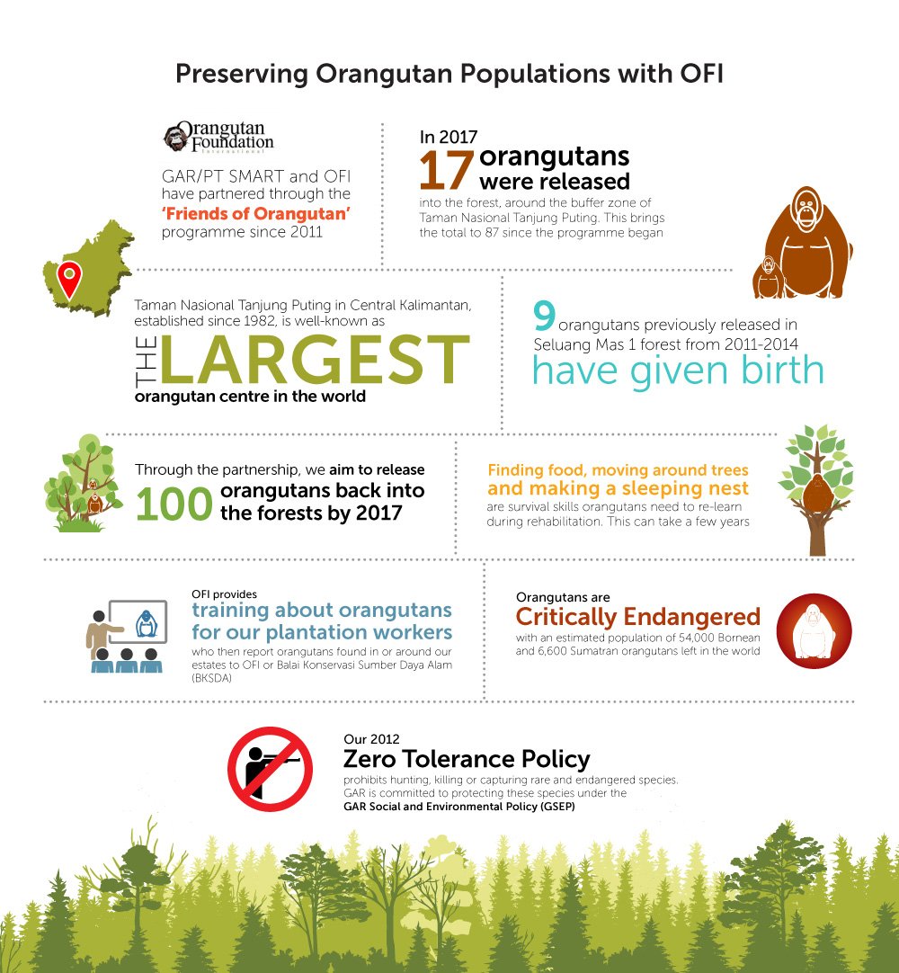 GAR_Sinarmas's tweet photo. To return to the forest orangutans must relearn basic survival skills https://t.co/l2DEiLyWht #sustainability #InternationalBiodiversityDay https://t.co/pJLCf6otS2