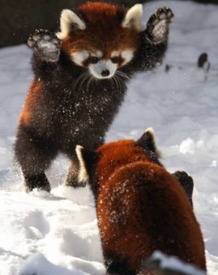 ぜいたくかわいい レッサーパンダ 可愛い 最高の動物画像