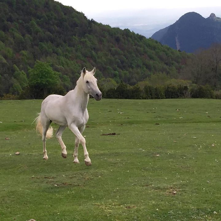 fundaciomiranda's tweet photo. Us presentem l'Húra. El darrer rescat/adopció de la #fundacioprojectemiranda.
#freehorses #horsesanctuary #recuper… https://t.co/zcelh2mptv https://t.co/B6R4WL4kXN