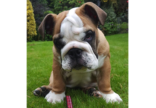 Moofio's tweet photo. 7 Roly Poly Pups You Have To Squish To Believe https://t.co/BHxuwZz6Rb #cuteanimals #doglover https://t.co/HtGEK0SaI2