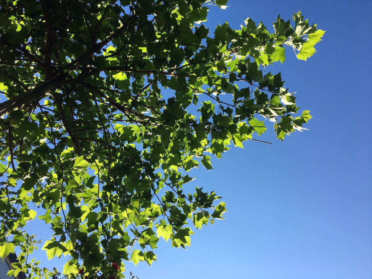 Een goed #ontbijt Heerlijke workout gehad vanochtend! Uitgeblust onde de 'palmbomen' Klaar voor een mooie dag #gezondeleefstijl