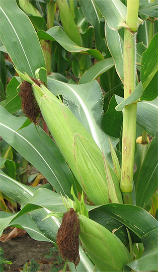Learn more about #Silage #corn #Hybrids varieties  goo.gl/wSCbZ1 General #seed products
