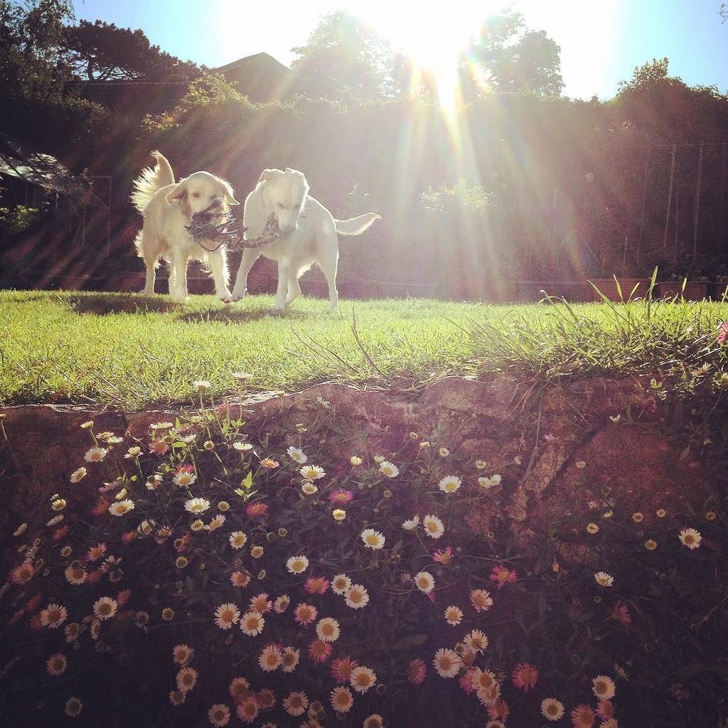 facelessfx's tweet photo. #dogsandflowers #doggies #dogs #dogsofinsta #dogsofinstaworld #dogsofig #dogsofinstgram #dogsofig #dogslife #dogsa… https://t.co/quRPzS2no2 https://t.co/Ma20yEr7rw