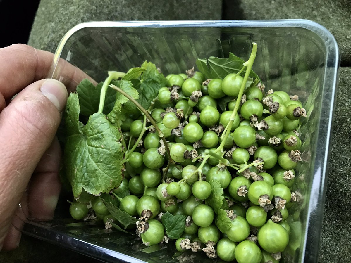 The Botanist Gin (@thebotanistgin) on Twitter photo Hallo my beauties... green blackcurrants from Tom <a href="/IslayGardens/">IslayCommunityGarden</a> #nativesours #gincocktails #pickyourown Hallo my beauties... green blackcurrants from Tom <a href="/IslayGardens/">IslayCommunityGarden</a> #nativesours #gincocktails #pickyourown