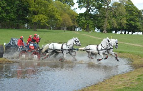 Driving horse