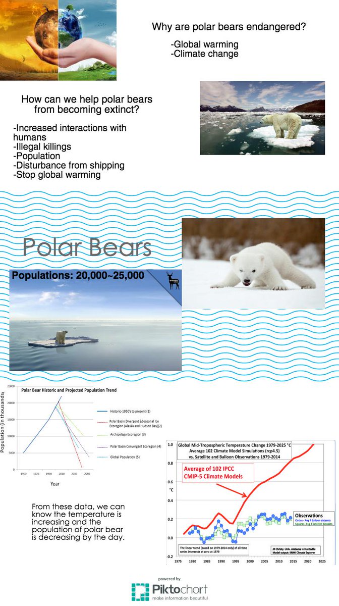 janet22_lin's tweet photo. Read this infographic and do some action that helps polar bears! #KASendangered #KASeaBears https://t.co/iLyiqJreC5