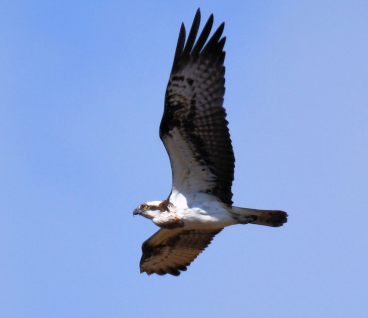 otter_tarn's tweet photo. Privileged @otter_tarn #osprey #NaturePhotography #NotJustLakes #naturelovers #Cumbria #getaway #holidays #wildlife https://t.co/7pSDNEOi79