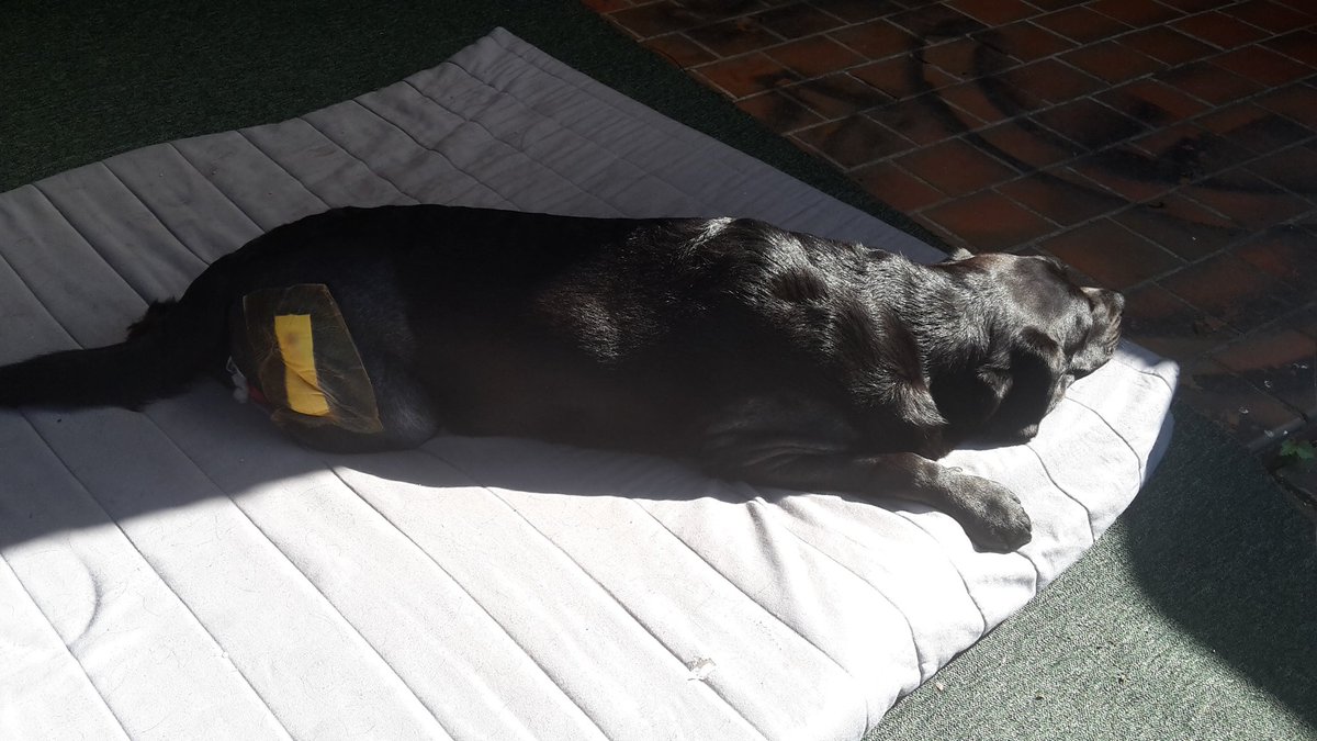 Wonky_Winston's tweet photo. Enjoying the sunshine before it gets too hot #hipdysplasia #blacklabrador #sunshine #recovery #helpmegetbetter #lovemydog #lovemybraveboy https://t.co/GdBfYyc8rs