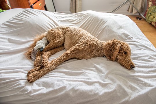 Moofio's tweet photo. BarkPost Presents: A Few Of Our Favorite Ambassadogs (So Far) https://t.co/6Sh85jmuLe #dogs #pets https://t.co/suOeQAlnyV