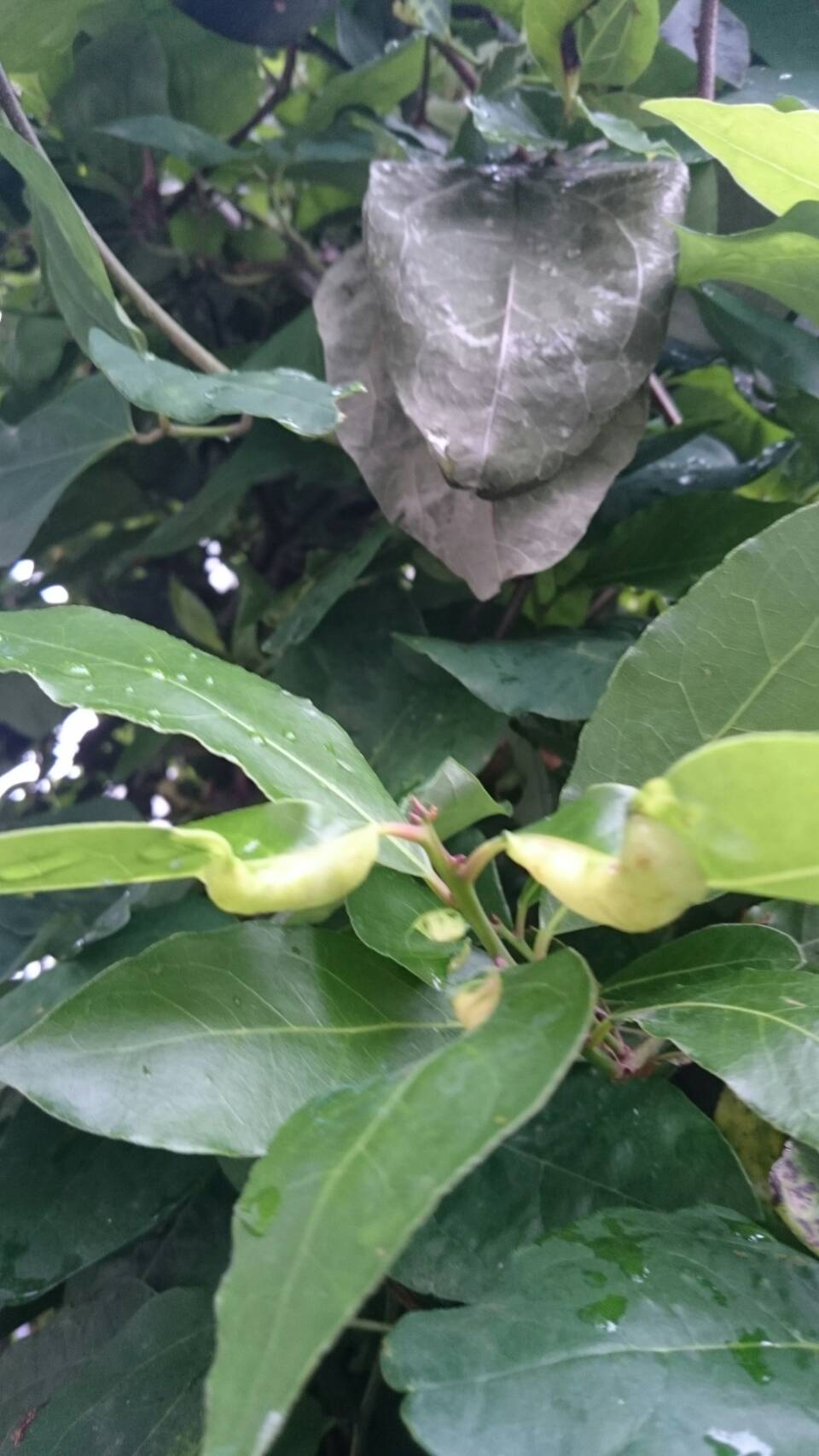 𓃠ともんぬ𓃠 虫に詳しい方 教えてください 月桂樹の葉に たくさん居るらしいんですが 何の幼虫でしょう 動かないみたいだからそろそろサナギになるのか 蝶々ならそのままにしたいらしいのですが 調べても分かりません 拡散希望 幼虫 母