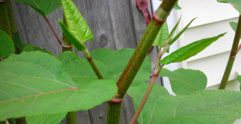 TConveyancer's tweet photo. Homeowners warned of ‘Japanese Knotweed’ impact https://t.co/s9BltwrVPu https://t.co/37Ebn9a0iv
