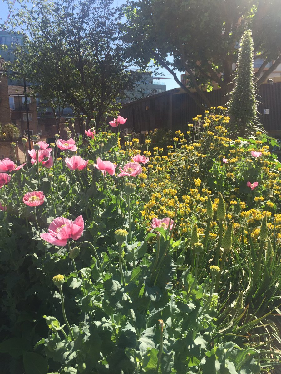 Poppies are out #pullens planters!