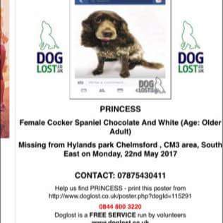 batthink's tweet image. People of Chelmsford please #FindPrincess #lostdog