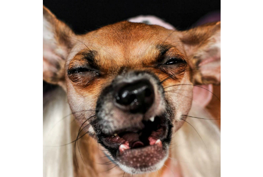 Moofio's tweet photo. Why Do Dogs Sneeze When They Play? https://t.co/eB5c6yDyvv #animallover #pets https://t.co/SgCQudqESG