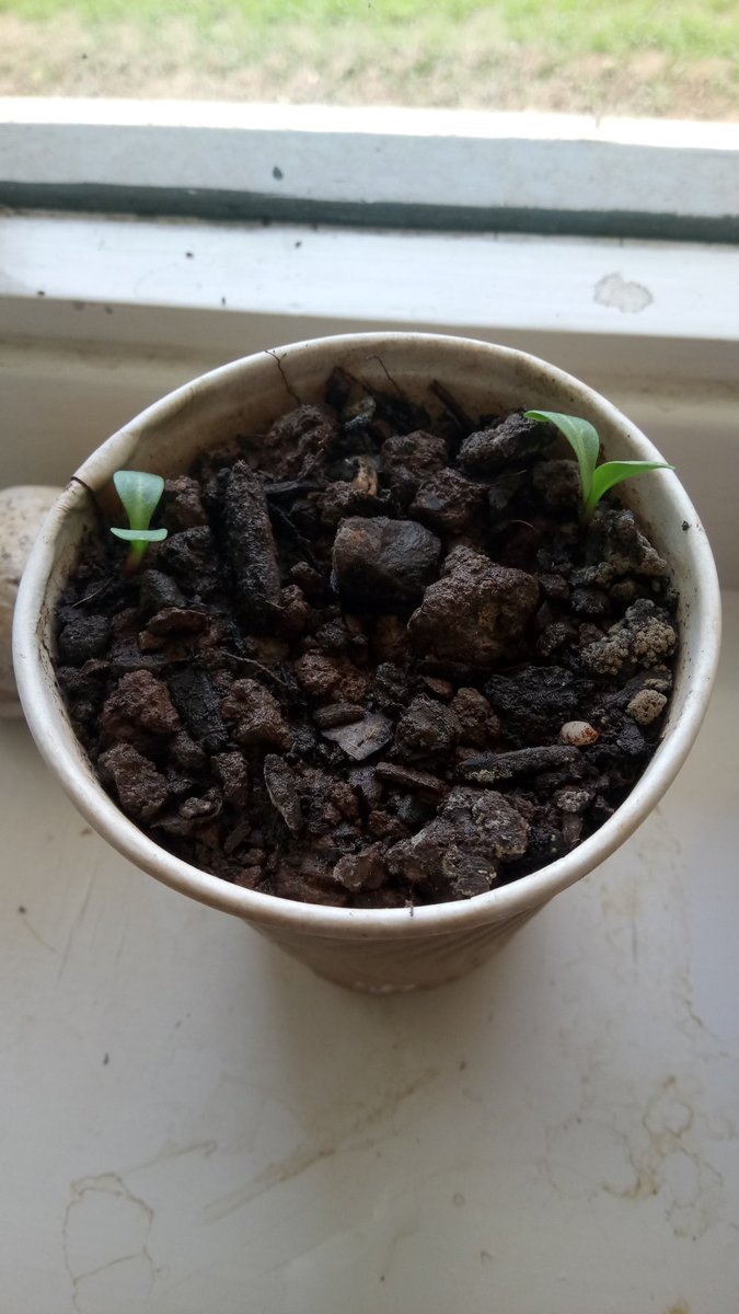 theCelticguy's tweet photo. Three days In... Coming on a charm I'll plant them soon in #Bryneryr Garden https://t.co/6rOuFYFaSb