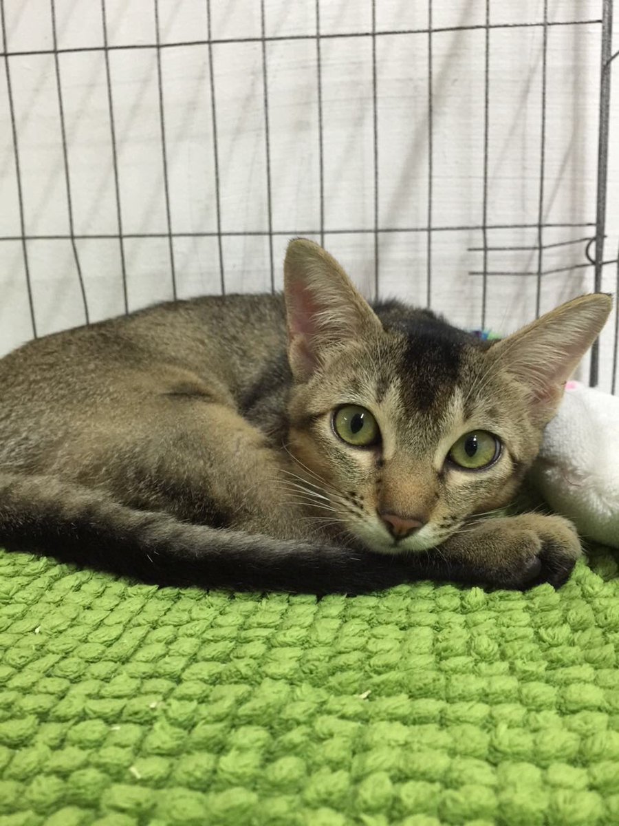 CatWelfareSG's tweet photo. ADOPTION NOTICE: It’s #KittenWeek! Help Athena find a home! https://t.co/U6IGi4sgn9 https://t.co/1qxpn6KCv7