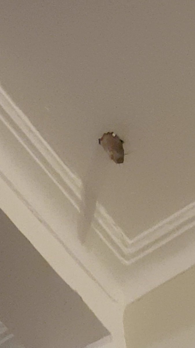 Jason Walls On Twitter Hi Everyone A Rat Just Chewed Through