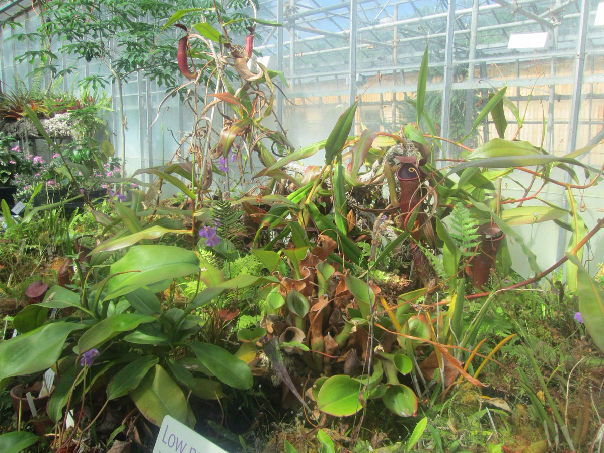MrLyford's tweet photo. @BotanyRNG @JSTORPlants @GatsbyPlantScEd Congratulations from Y6 @ORCSreading - we loved seeing teh VFT and pitcher plants when we visited UoR for #PlantDay #BotanyLive https://t.co/NUvvFRRNAc