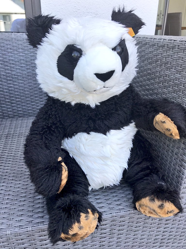 mnemo's tweet photo. Er guckt nicht amüsiert. #Zerzaust 🐼 https://t.co/BEKKl2gIvI