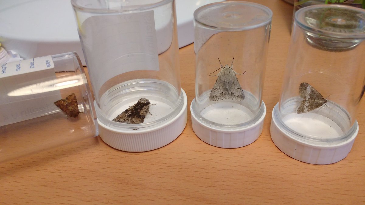 SueLoughran6's tweet photo. Perfect conditions last night for the moth trap; 30 species,to include Middle barred minor, Alder moth, Miller and Rivulet. https://t.co/kRPE5X4UPO
