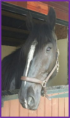 RDARavelrig's tweet photo. It's our Summer Open Day on the 18th June.  Come along to Ravelrig for all the fun from 12pm - 4pm 
#openday #balerno #funday #rda #charity https://t.co/0rjw8K42Ro