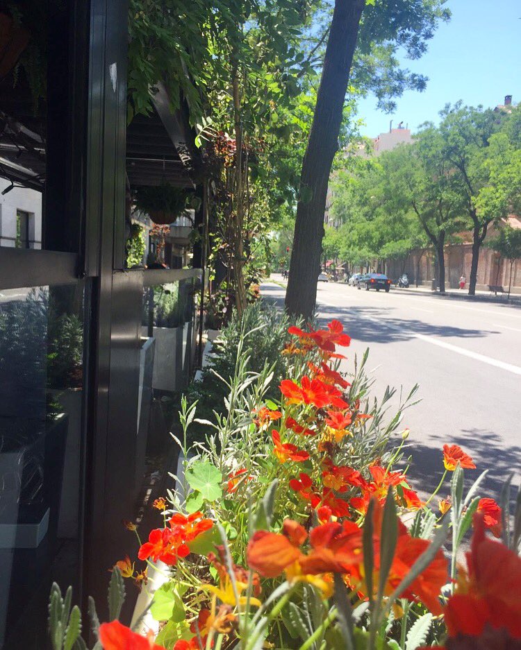 Encantados con el resultado de las flores de <a href="/llorensyduran/">Llorens&Durán</a> en nuestra terraza. ¡Te esperamos con los brazos abiertos, verano querido!