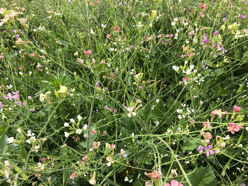 Laguna_del_Sol's tweet photo. Beautiful, late Spring nature sights!
#lagunadelsol
#nudistresort
#CApoppies #neighborcows #wildflowers #ConsumnesRiver #nature #naturists https://t.co/dZ1M92MmSl